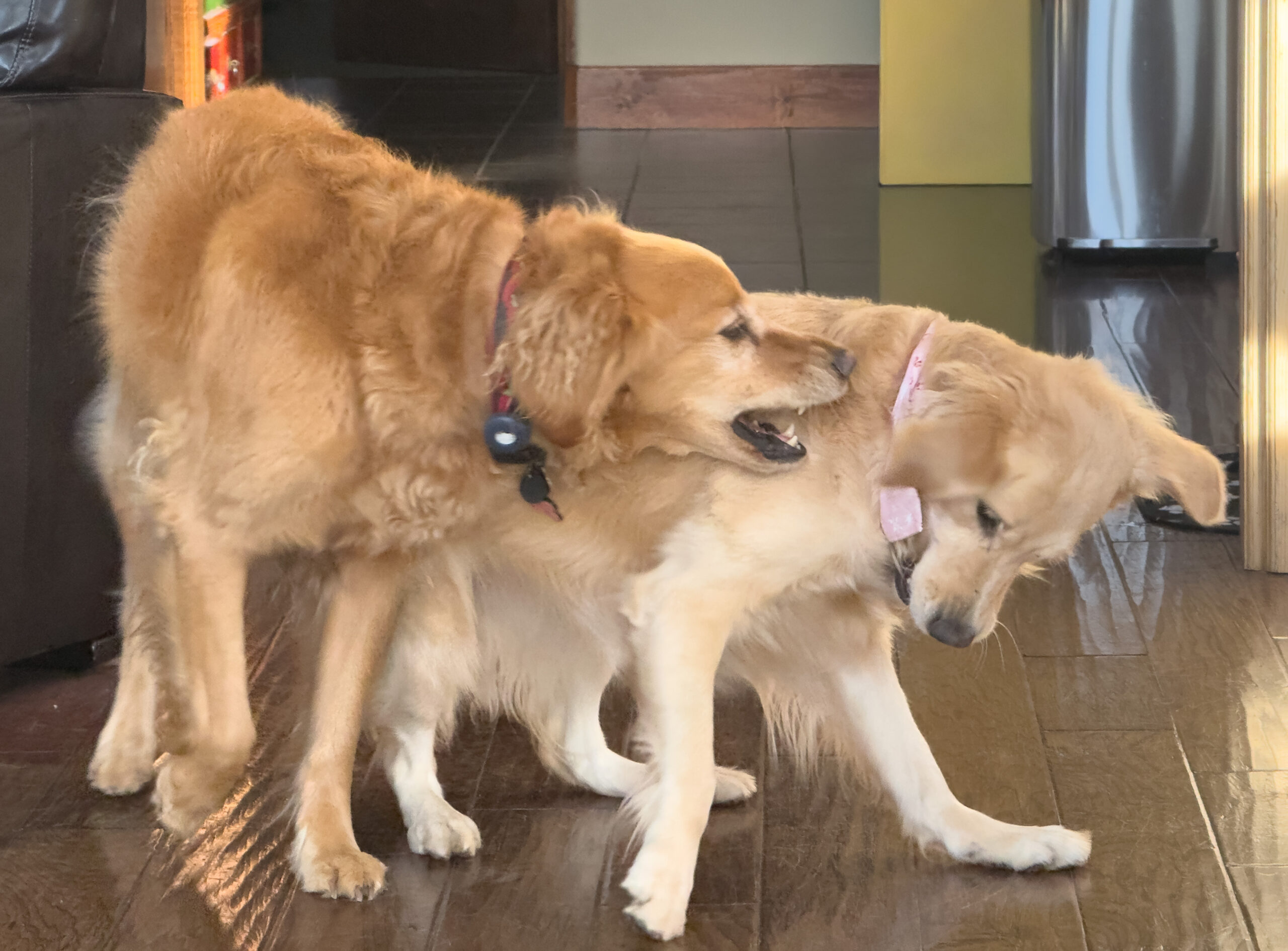 Riley And Lily, Kirkwood, CA