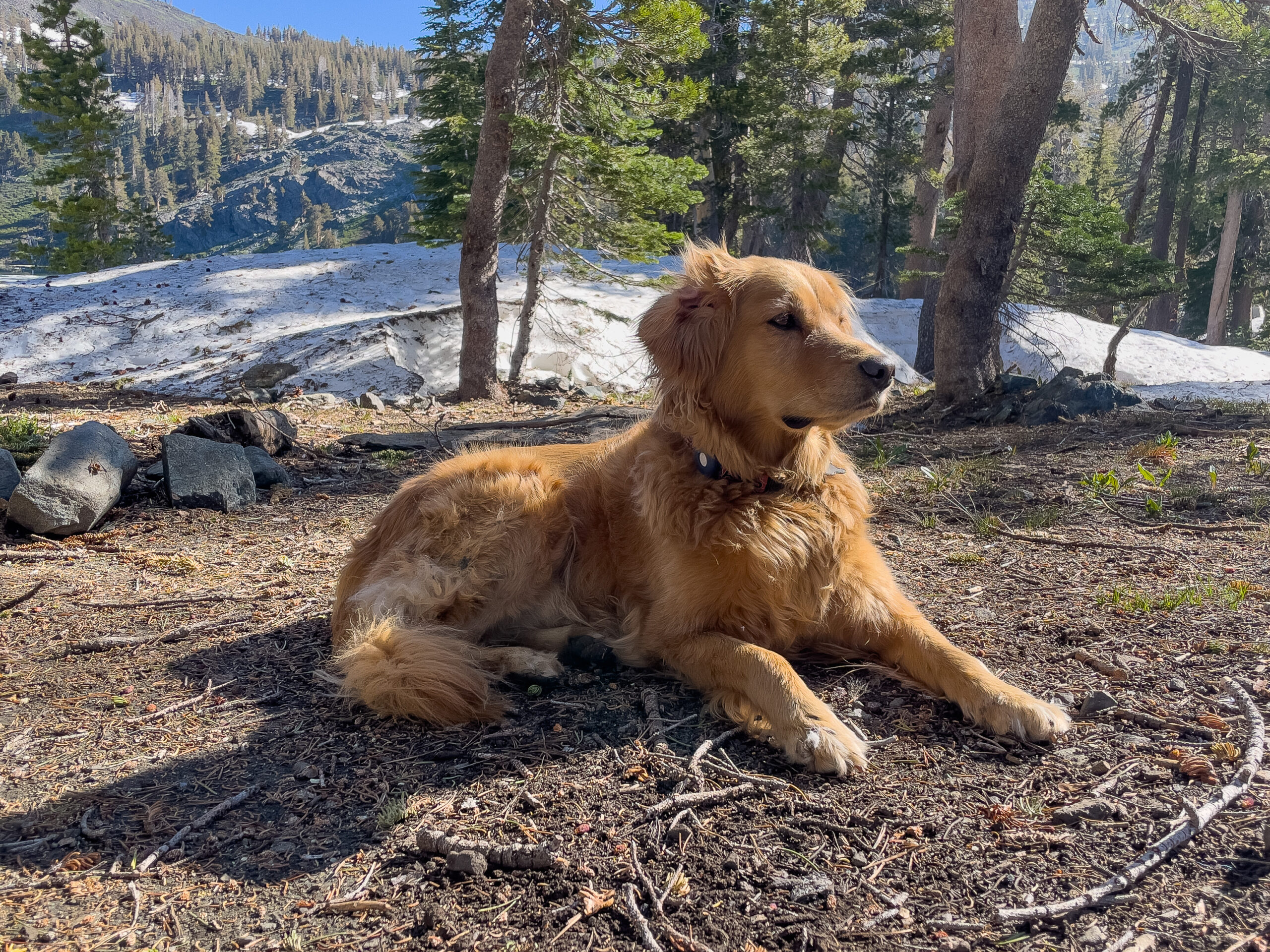 Riley, Gilmore Lake, CA