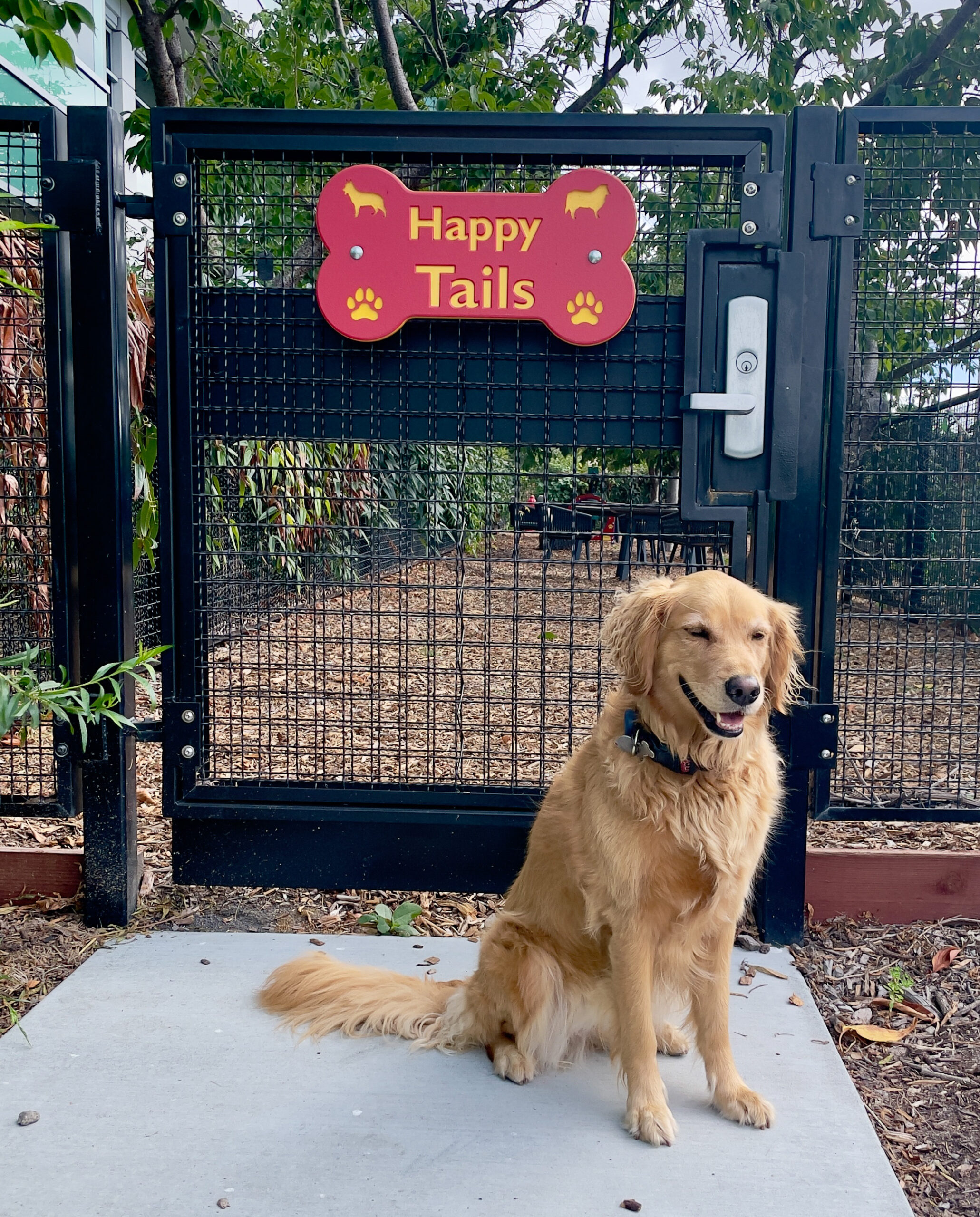 Riley, Google Dog Park, Mountain View, CA