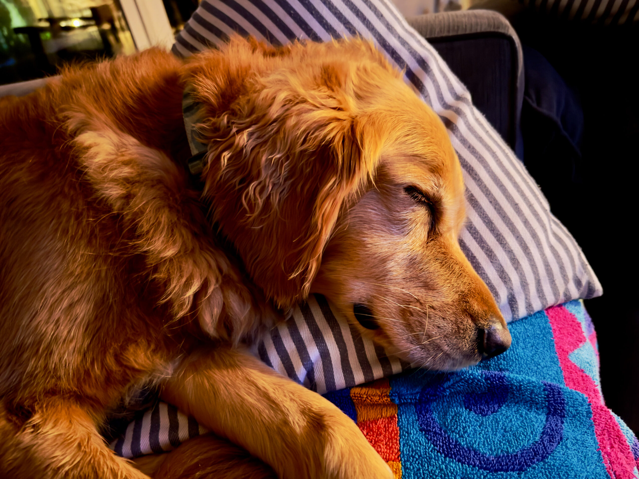 Riley Stark, San Diego, CA