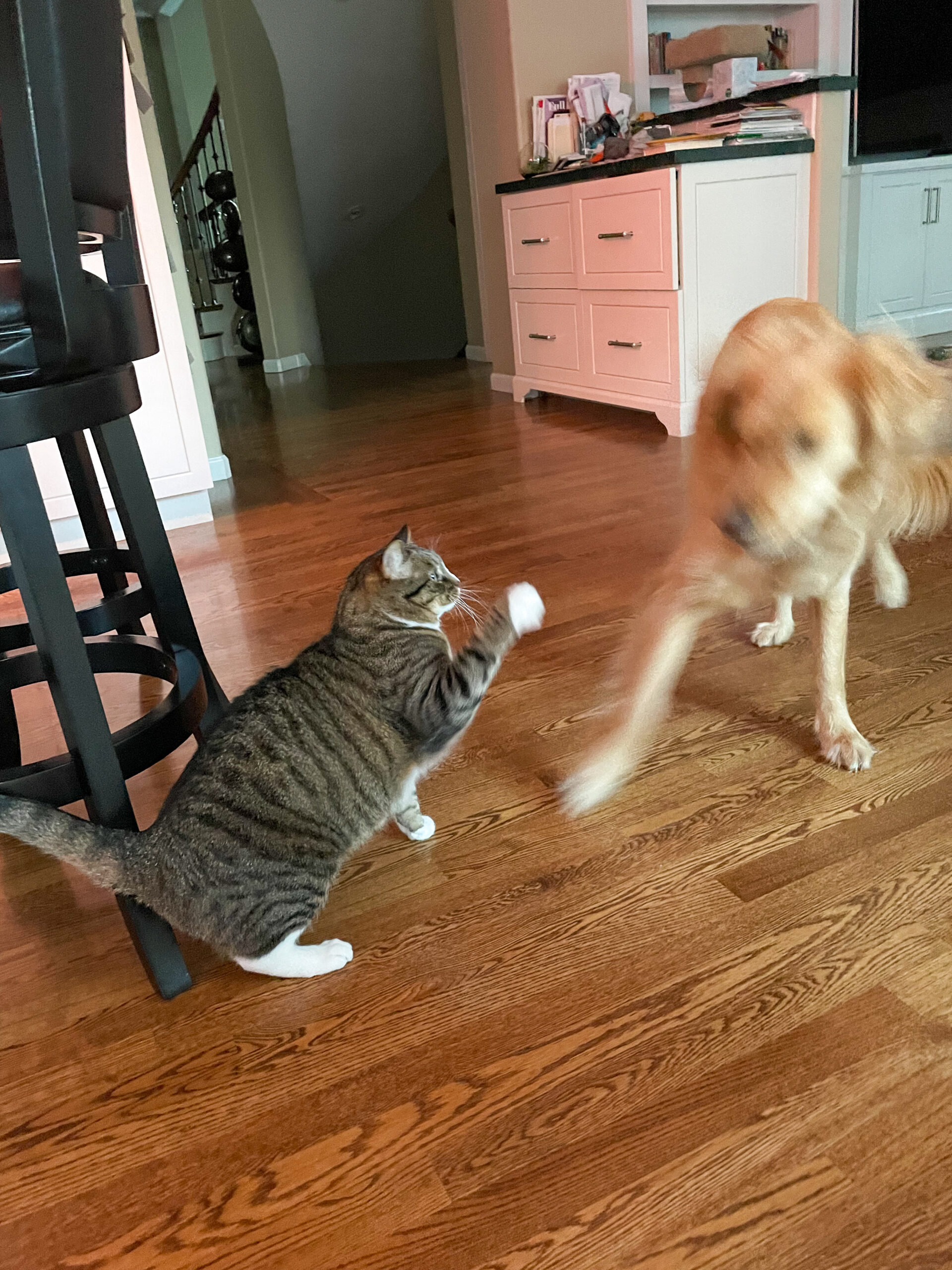 Lucy And Riley, Palo Alto, CA