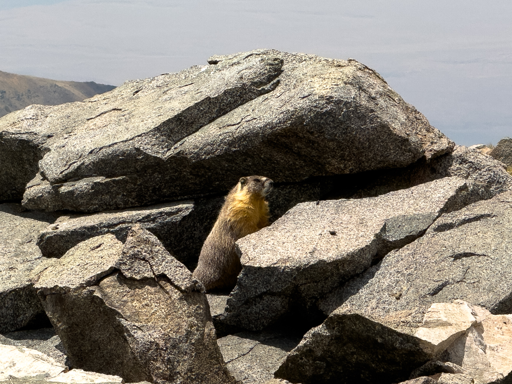 Marmot, White Mountain, CA