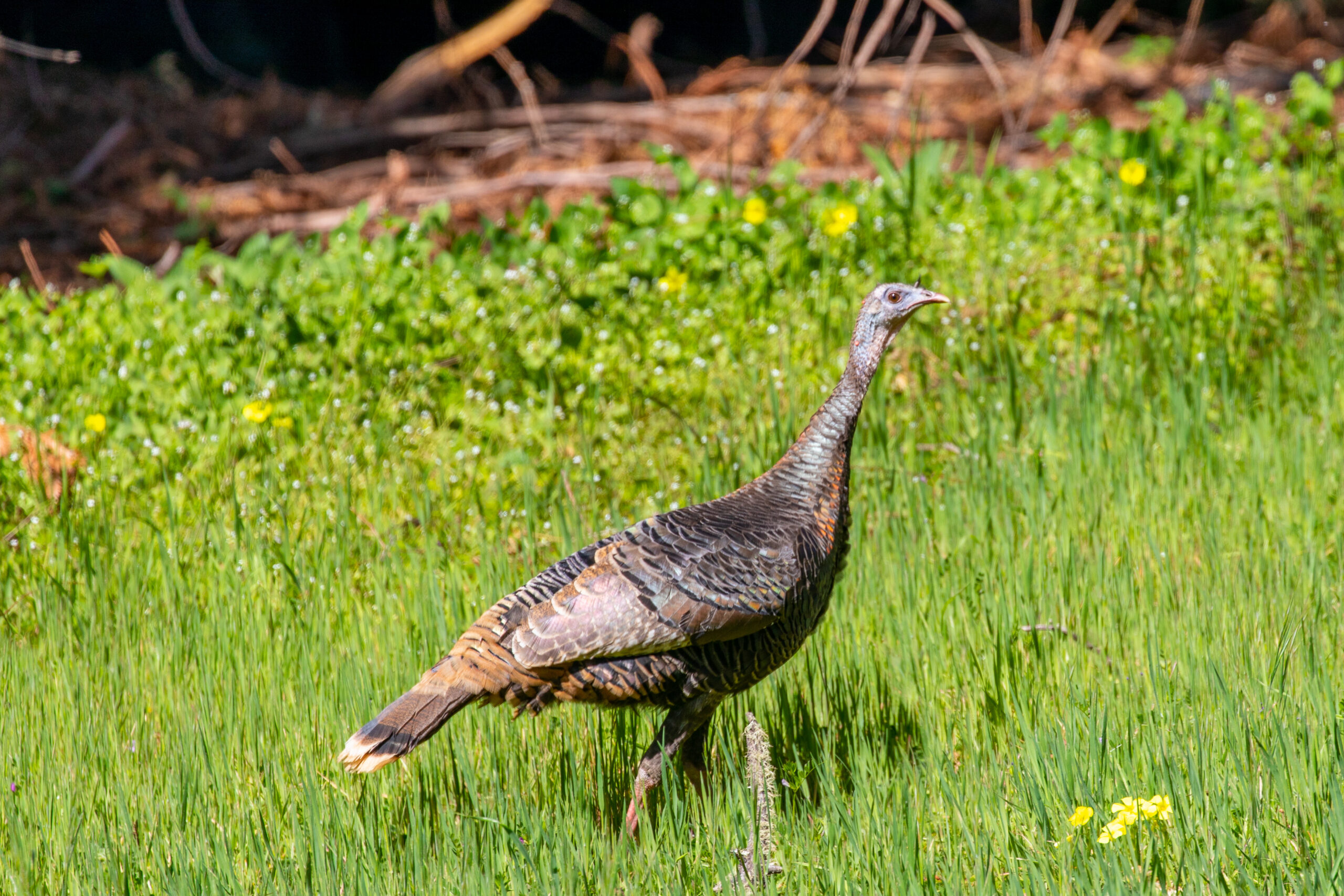 BonnyDoonSpring21 3671