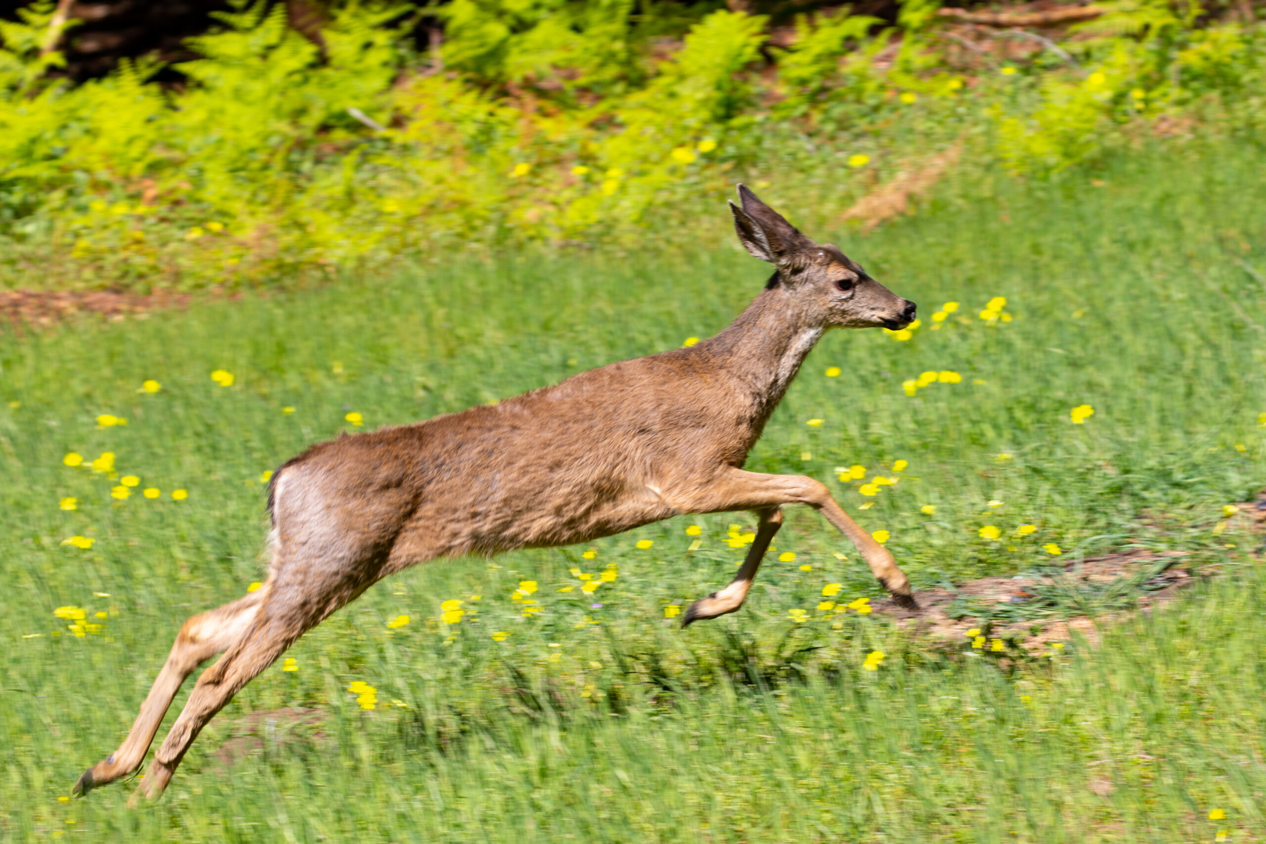 BonnyDoonSpring21 3692