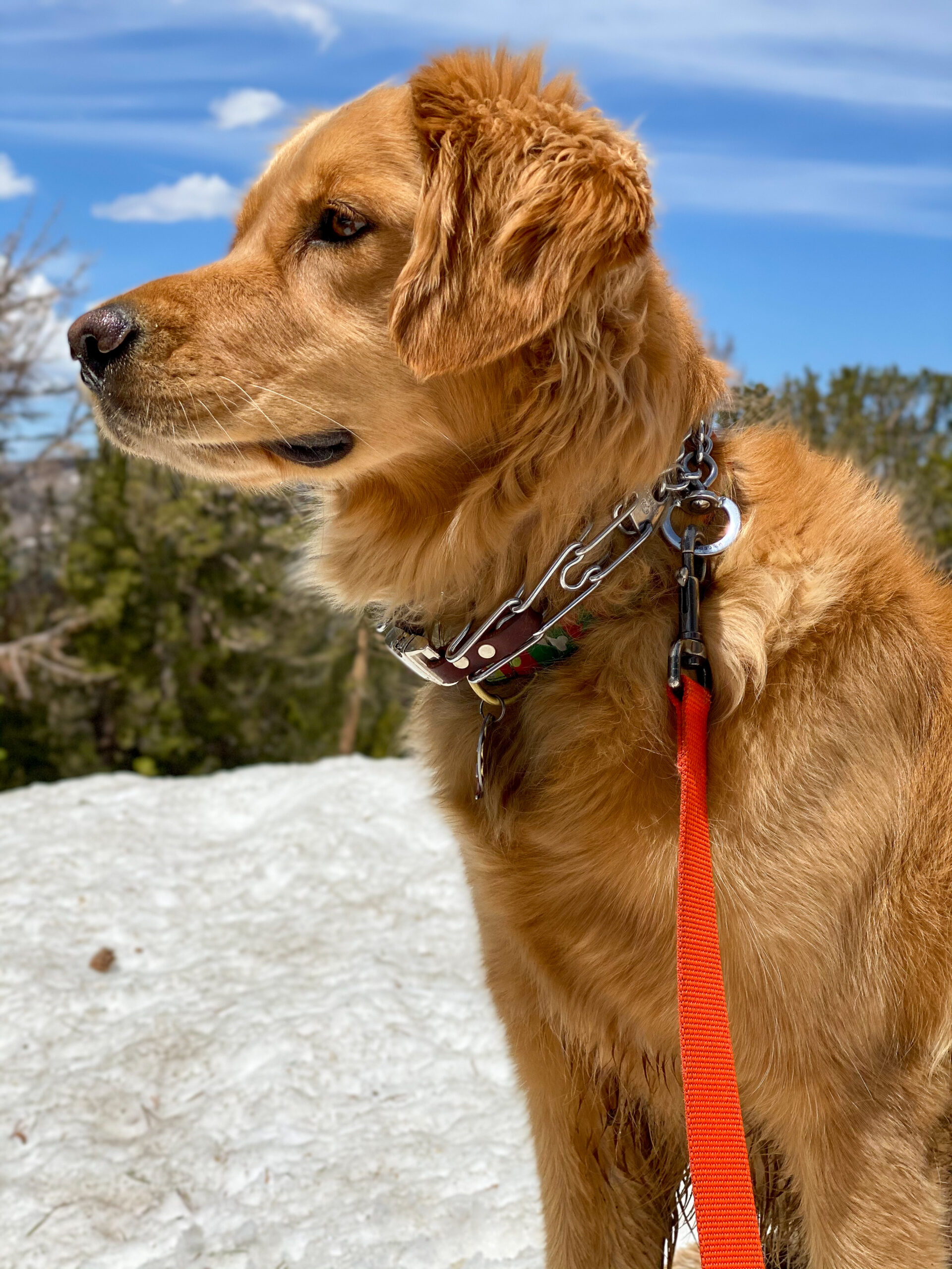 Riley, Carson Pass, CA