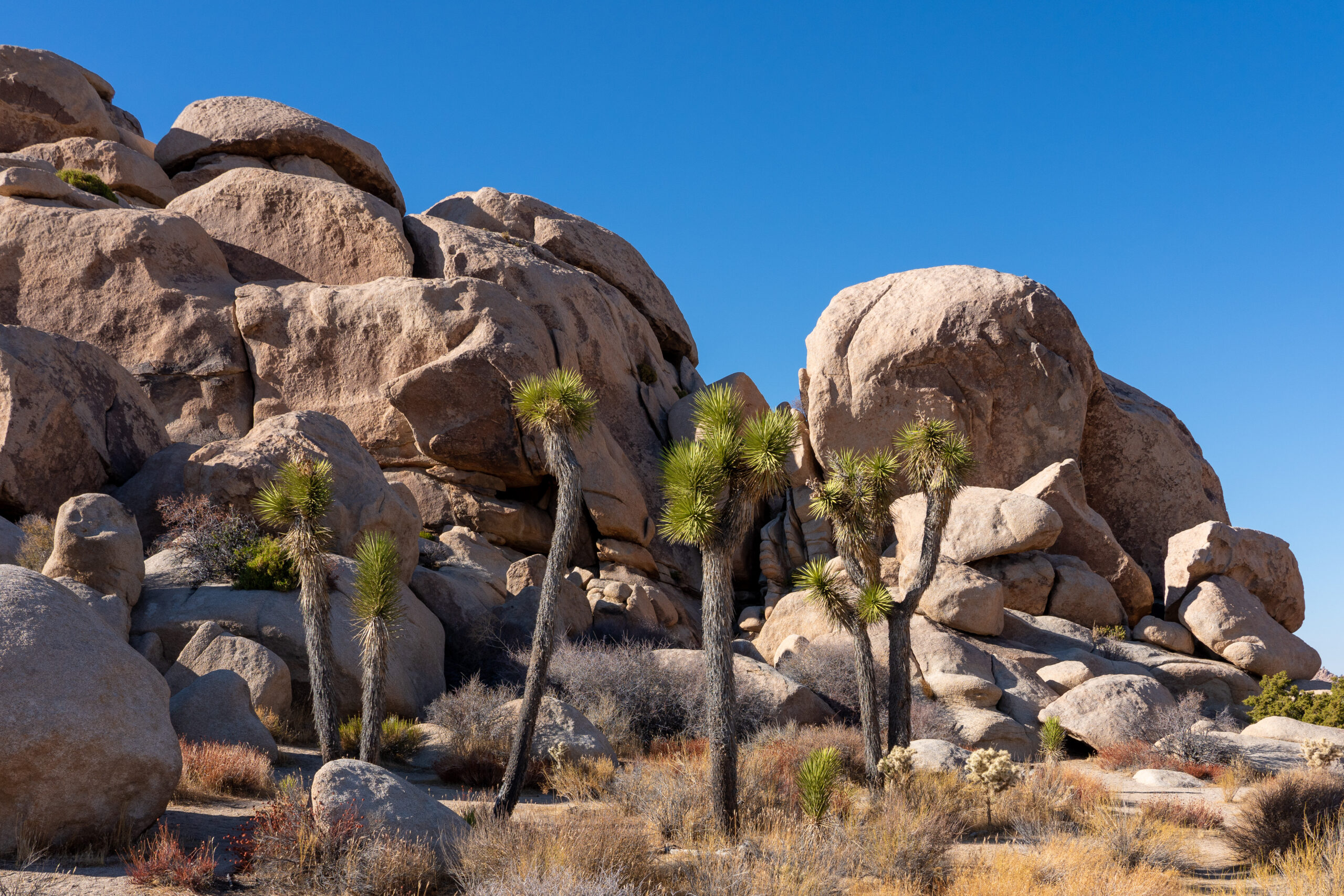 PalmSprings2020 00931