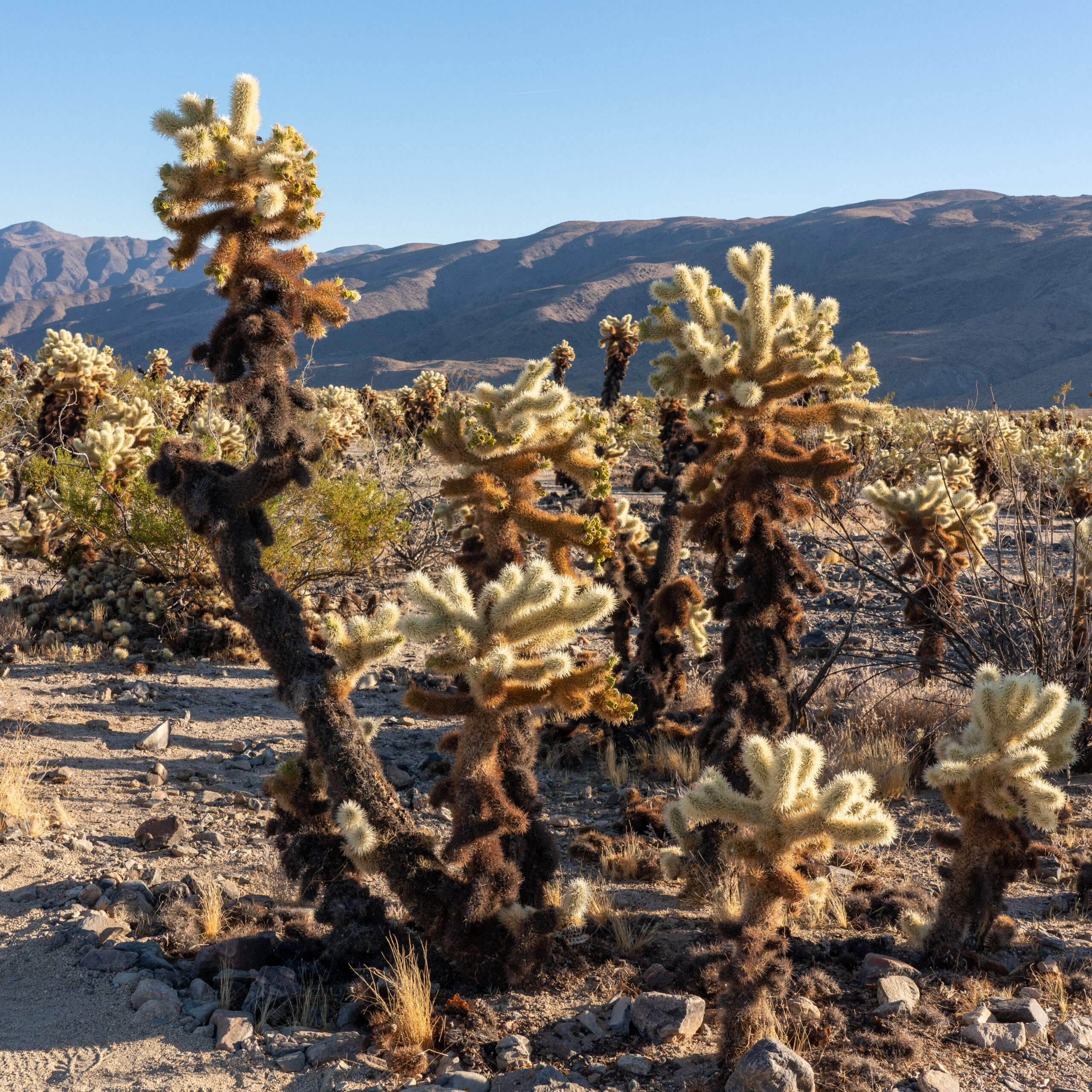 PalmSprings2020 00970